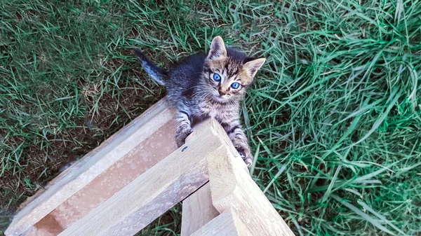 蓝眼睛小猫在院子里玩耍 — 图库照片