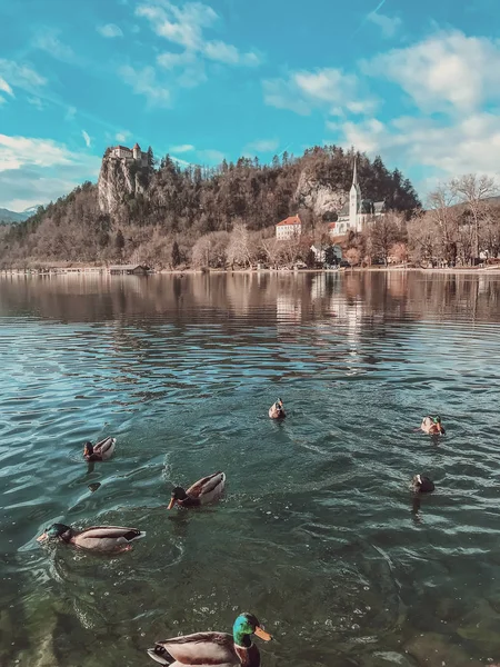 Ένα Κοπάδι Από Πάπιες Στην Καταγάλανη Λίμνη Του Bled Γκρο — Φωτογραφία Αρχείου
