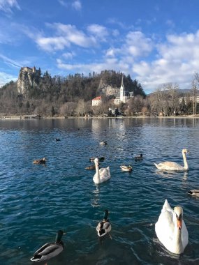 bir sürü ördekler ve kuğular üzerinde açık mavi lake Bled yakın çekim
