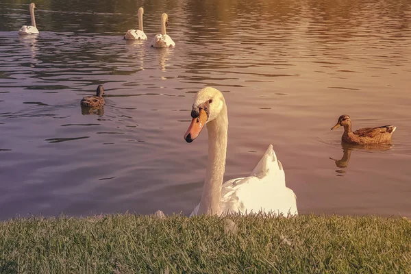 Cygnes Blancs Canards Nagent Près Rivage Gros Plan — Photo