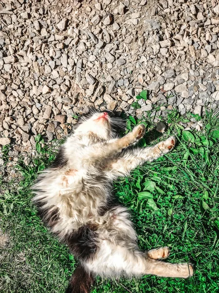 Preto Branco Gato Banha Sol Deitado Sobre Barriga Grama Para — Fotografia de Stock