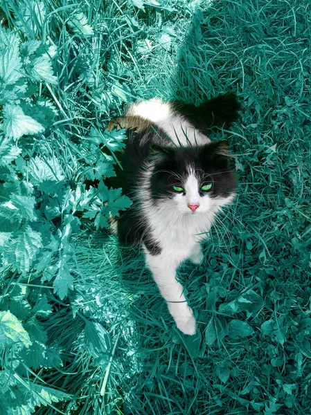 黑色和白色绿眼睛猫看着相机 而坐在绿色的草地上 — 图库照片