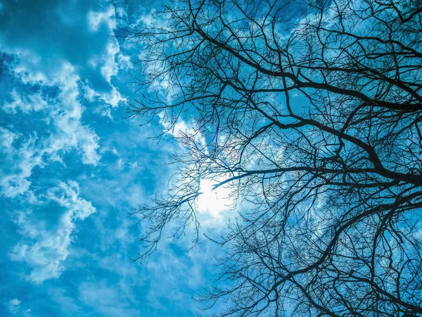 Silhouette Branches Nues Contre Ciel Bleu Nuageux Dramatique Image Mystique — Photo