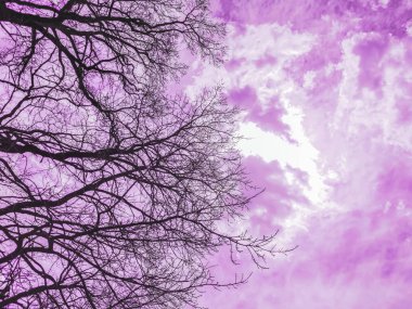 dramatik bir bulutlu pembe gökyüzü, mistik görüntü karşı çıplak dalları silüeti