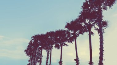 ve açık bir gökyüzü arka plan palmiye ağaçlarının silhouettes pastel tonlama