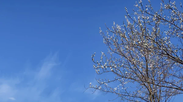 Mavi Gökyüzü Karşı Beyaz Çiçekli Çiçek Açan Ağaç — Stok fotoğraf