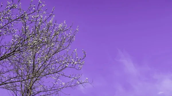 Mor Gökyüzü Arka Plan Üzerinde Beyaz Çiçekli Ağaç Çiçekli — Stok fotoğraf