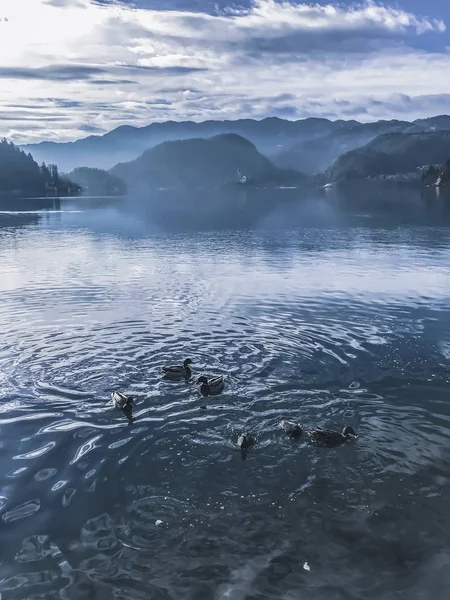 霧の中で山の背景に湖でアヒルの群れ — ストック写真