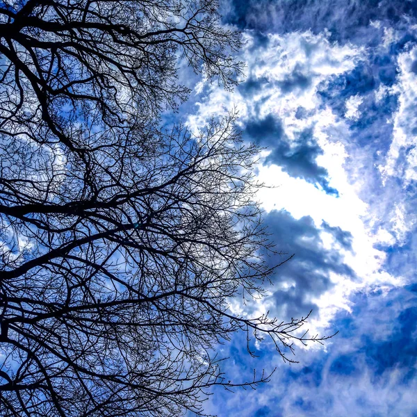 Dramatik Bir Bulutlu Mavi Gökyüzü Mistik Görüntü Karşı Çıplak Dalları — Stok fotoğraf