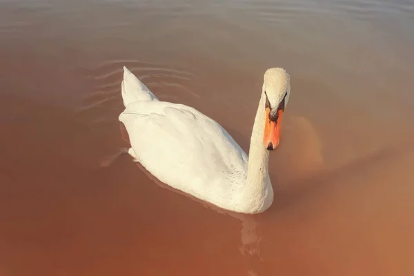 Primer Plano Cisne Blanco Sobre Fondo Agua Lisa — Foto de Stock