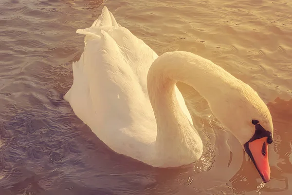 white swan closeup on smooth water background
