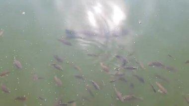balık gölet, üstten görünüm, balık sürüsü