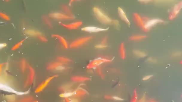 Red Fish Swims Water Pond Top View School Fish — Stock Video