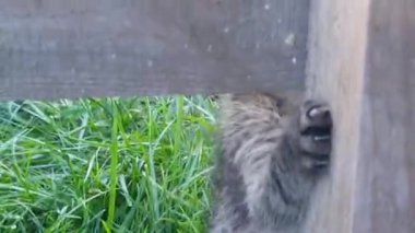 Yeşil çimenlerin üzerinde oynarken komik küçük kedi bahçedeki ahşap bir masa tırmanıyor
