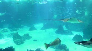 sualtı dünyasını, vatoz, manta ve diğer balık içinde büyük bir akvaryum