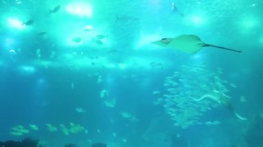 büyük mavi akvaryumda Yüzme Manta ışınları, stingrays ve balık sürüsü