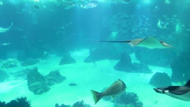 水下世界 黄鼠狼 曼塔和其他鱼类在一个巨大的水族馆 — 图库视频影像