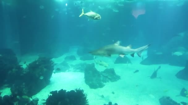 水中の世界 サメの背景に少しスティングレイで水泳 水中クローズ アップ — ストック動画