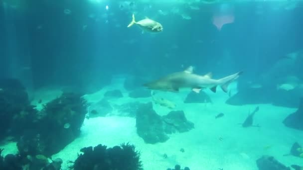 Unterwasserwelt Haie Schwimmen Unter Wasser Kleiner Stachelrochen Auf Dem Hintergrund — Stockvideo