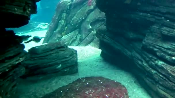 Подводный Мир Пингвины Подплывают Камере Проплывают Мимо — стоковое видео