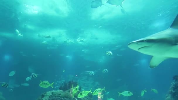 水中の世界 サメのクローズ アップ マンタ 青い水の中の魚の群れ — ストック動画