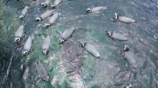 Los Pingüinos Nadan Agua Círculo Cámara Lenta Vista Superior — Vídeos de Stock