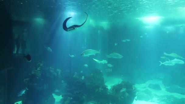 Mundo Submarino Manta Ray Tiburones Otros Peces Nadan Aguas Azules — Vídeo de stock
