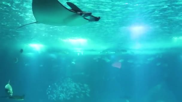Μεγάλο Manta Ray Κολυμπάει Μπροστά Στην Κάμερα Κλείστε Επάνω Ενάντια — Αρχείο Βίντεο
