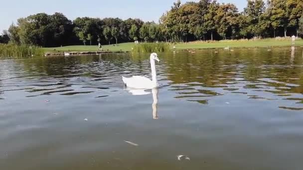 Λευκοί Κύκνοι Κολυμπούν Στη Λίμνη Ένα Σμήνος Λευκών Κύκνων Στη — Αρχείο Βίντεο