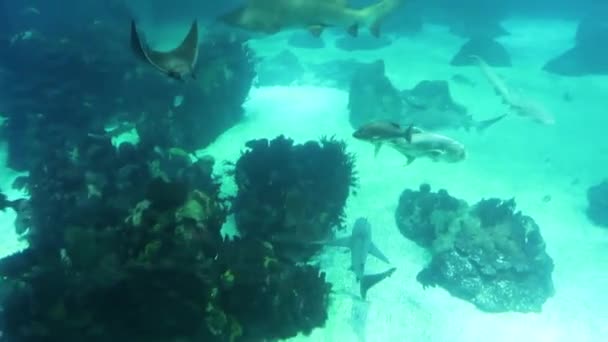 澄んだ青い水で泳ぐ水中世界 マンタ 鮫および他の魚 — ストック動画