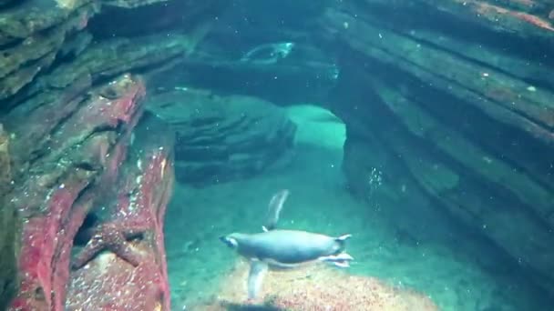 Mondo Subacqueo Uno Stormo Pinguini Stanno Nuotando Sotto Acqua Tra — Video Stock