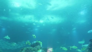 sualtı dünyası, köpekbalıkları, Stingrays ve sarı çizgili balık açık mavi suda yüzerek