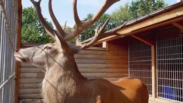 Volwassen Herten Met Grote Hoorns Staande Volière Zijaanzicht — Stockvideo