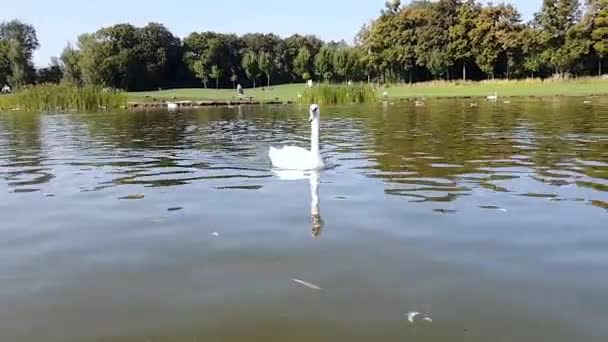 Cisnes Brancos Nadam Lago Bando Cisnes Brancos Lago — Vídeo de Stock