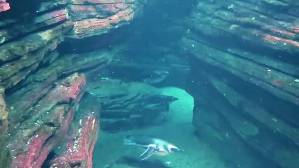 Underwater World Penguins Swimming Water Rocks — Stock Video