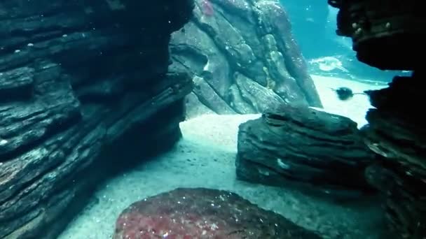 在水下的世界里 一群企鹅在岩石之间的水下游泳 游到镜头前 游过去 慢动作 — 图库视频影像