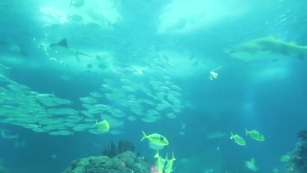 青い水の中のサメ アカエイ 魚の学校 — ストック動画