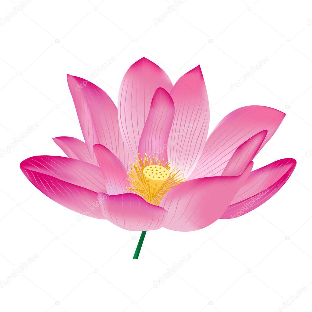 Lotus, esoteric flower of Asian culture