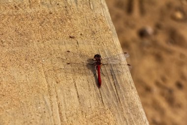 Ahşap bir kum havuzunda Drangonfly.