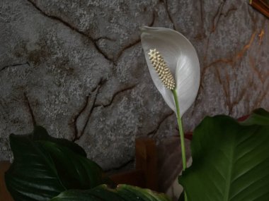 Ev odasında Spathiphyllum. Kapalı.
