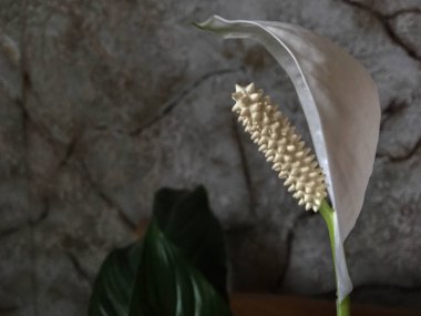 Ev odasında Spathiphyllum. Kapalı.
