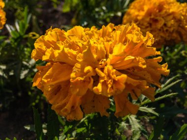 Sokakta Marigold. Açık havada. 