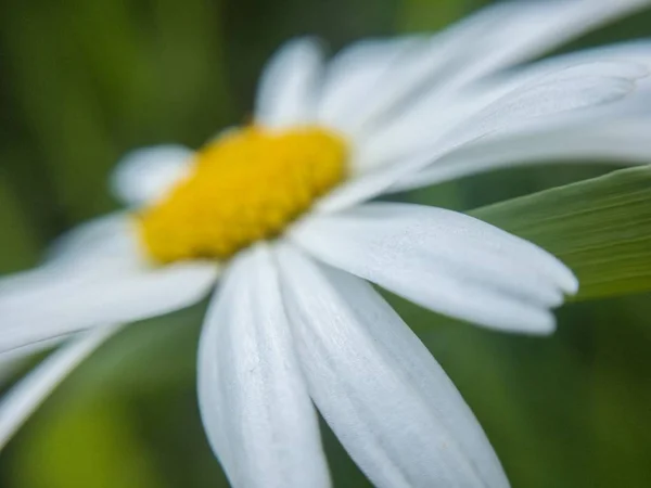 Blütenblätter Der Kamille Makro — Stockfoto