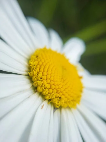 マクロでカモミールの花びら — ストック写真