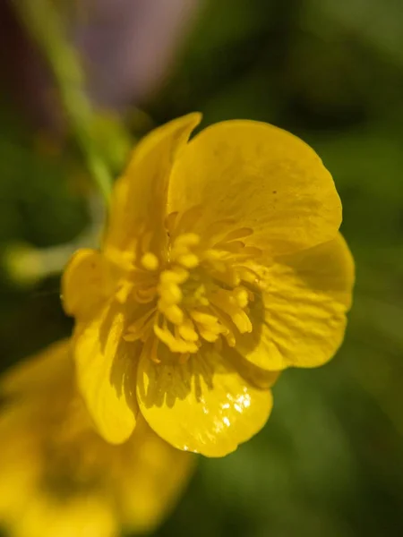 Buttercup Rastejante Ranunculus Repens Campo Árvores — Fotografia de Stock