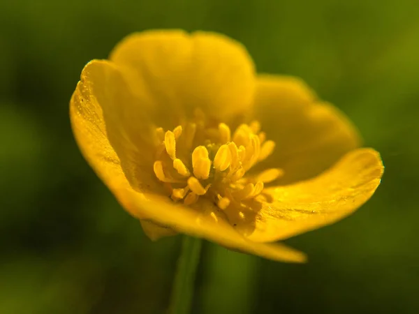 Buttercup Rastejante Ranunculus Repens Campo Árvores — Fotografia de Stock