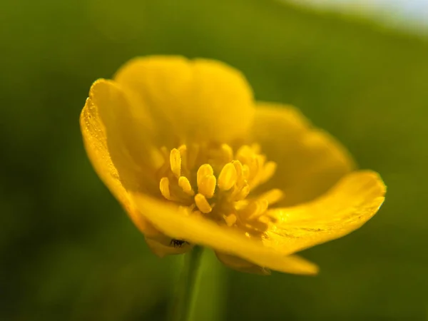 Creeping Buttercup Ranunculus Repens Campo Gree — Foto de Stock