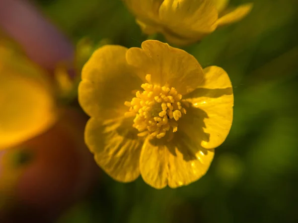 Creeping Buttercup Ranunculus Repens Campo Gree — Foto de Stock