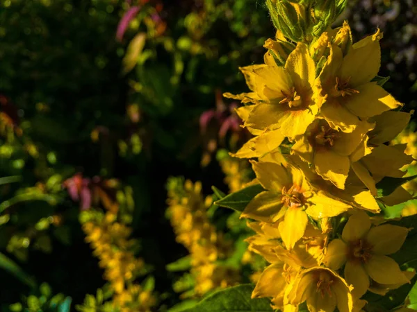 Moneywart は通りでいた Lysimachia — ストック写真