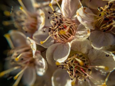 Bir bahçede physocarpus opulifolius 